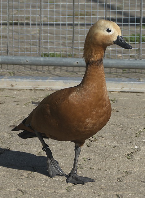 團隊方向能